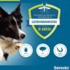 Elanco Seresto Collare Antiparassitario per Cani Oltre 8 kg, Elimina Pulci, Zecche, Pidocchi e Protegge dal Rischio di Trasmissione, Leishmaniosi Fino a 8 Mesi, 1 Pezzo
