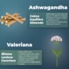 Dormia Sahevia Integratore Naturale per il Sonno con Ashwaghanda, Valeriana, Passiflora, Gaba Favorisce il Sonno, Contro l'Insonnia e i Risvegli Notturni - 120 Capsule