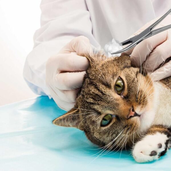 71xZjU0B3-L._AC_SL1100_.jpg MWUMRCM Pinzette per peli di orecchie di animali domestici, pinze per rimozione peli di animali domestici, fermagli per peli di gatto in acciaio inossidabile, fermagli per peli di orecchie di cane, pinze veterinarie