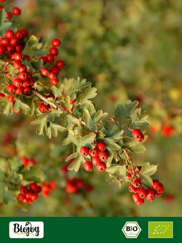 Biojoy Foglie di Biancospino Bio (100 g), Secche e Tagliate, per Tisana (Crataegus monogyna)