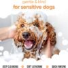 Buddycare Shampoo contro pulci e zecche per cani, elimina gli acari, detergente per melaleuca e shampoo contro pulci all'eucalipto (500 ml)